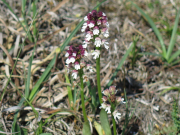 Burnt tip orchids