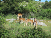 Fallow deer