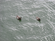 Ardglass to Bangor