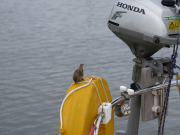 Sparrows in Edam