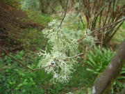 Linn Botanic Gardens