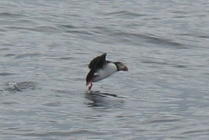 Puffin landing