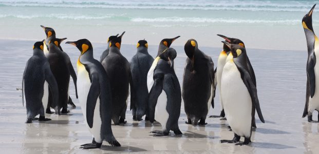 Exploring the Falklands