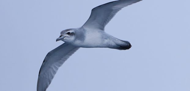 Falklands to South Georgia