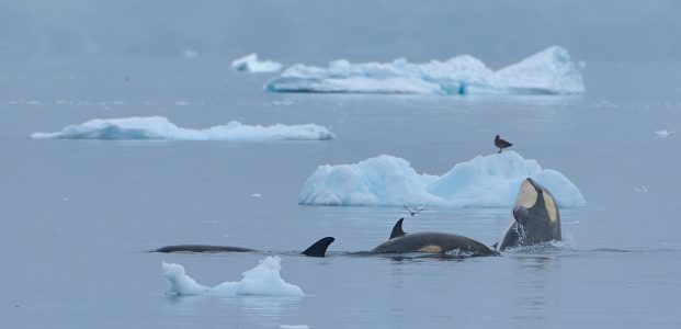 Trinity Island to Murray Harbour